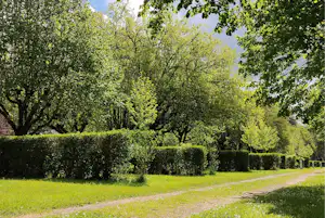Grüner Campinggarten mit dichtem Heckenrand, Rasenfläche und vielen Laubbäumen vor blauem Himmel.