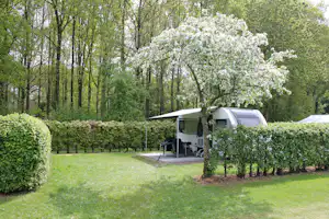 Wohnwagen mit Vorzelt und Sitzbereich auf einem gepflegten Campingplatz, umgeben von Hecken und Bäumen im Wald.