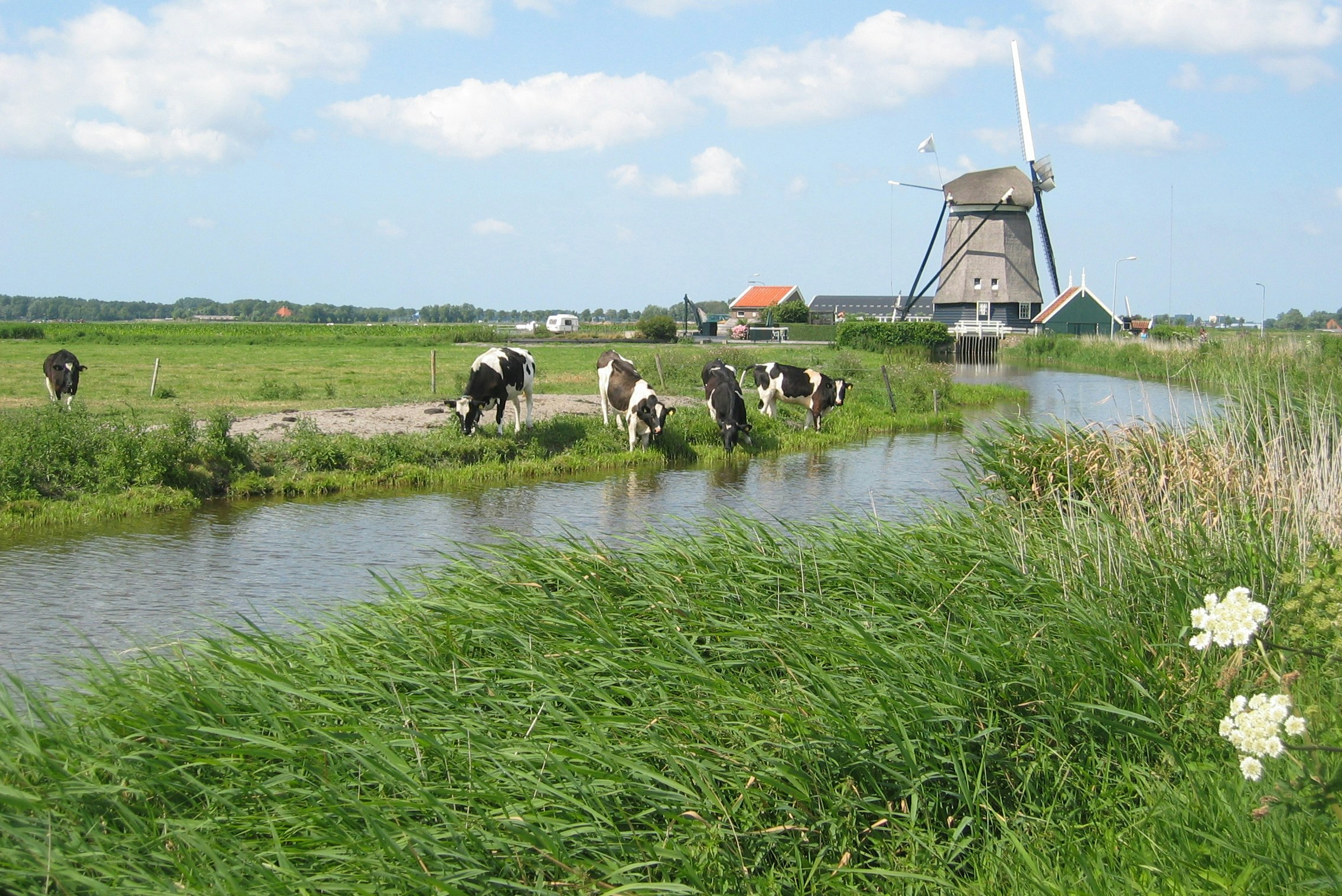 Camping De Boekel - Kühe am Fluss in der Umgebung des Campingplatzes