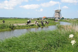 Camping De Boekel - Kühe am Fluss in der Umgebung des Campingplatzes