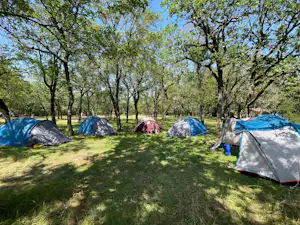Mehrere Campingzelte auf einer grünen Wiese im Wald, mit Bäumen im Hintergrund und einem Zelt rechts im Vordergrund.