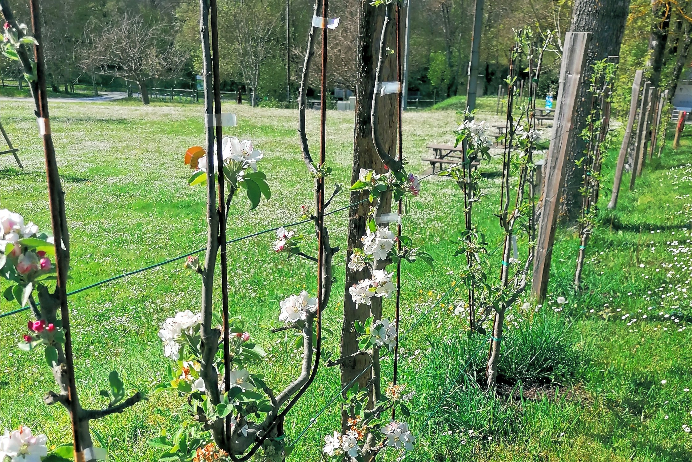 Camping de Bourg Charente - Bepflanzung auf dem Campingplatz
