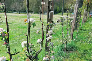Blühende Sträucher und Bäume im Campinggarten, dahinter Rasenfläche, Sitzbank und Holztisch auf einer Terrasse.