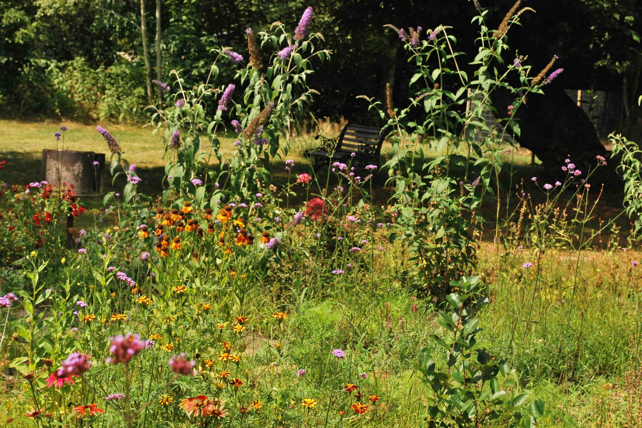 Camping De Bulte - Blick auf die Wildblumen auf dem Campingplatz
