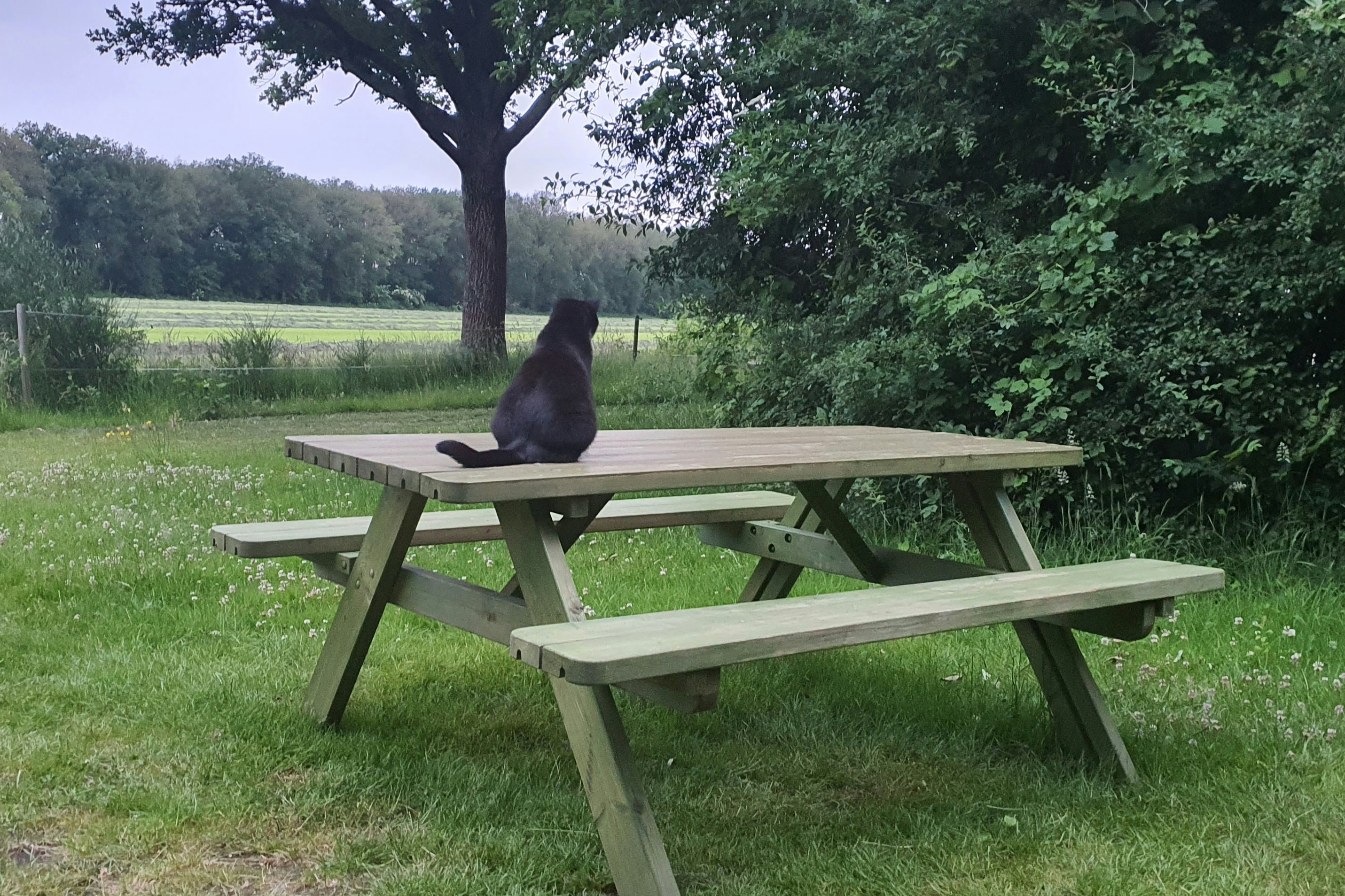 Camping De Bulte - Picknickbank auf dem Campingplatz