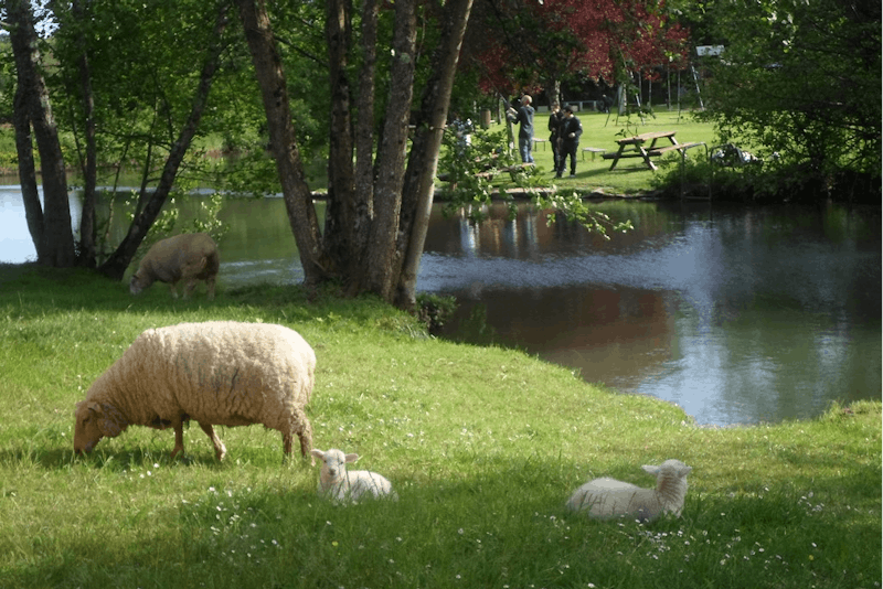 Camping de Civray  - Schafe im Lämmer am Campingplatz