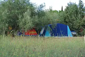 Mehrere Campingzelte auf einer Wiese zwischen Bäumen, im Hintergrund ein rotes Zelt und ein blaues Zelt.