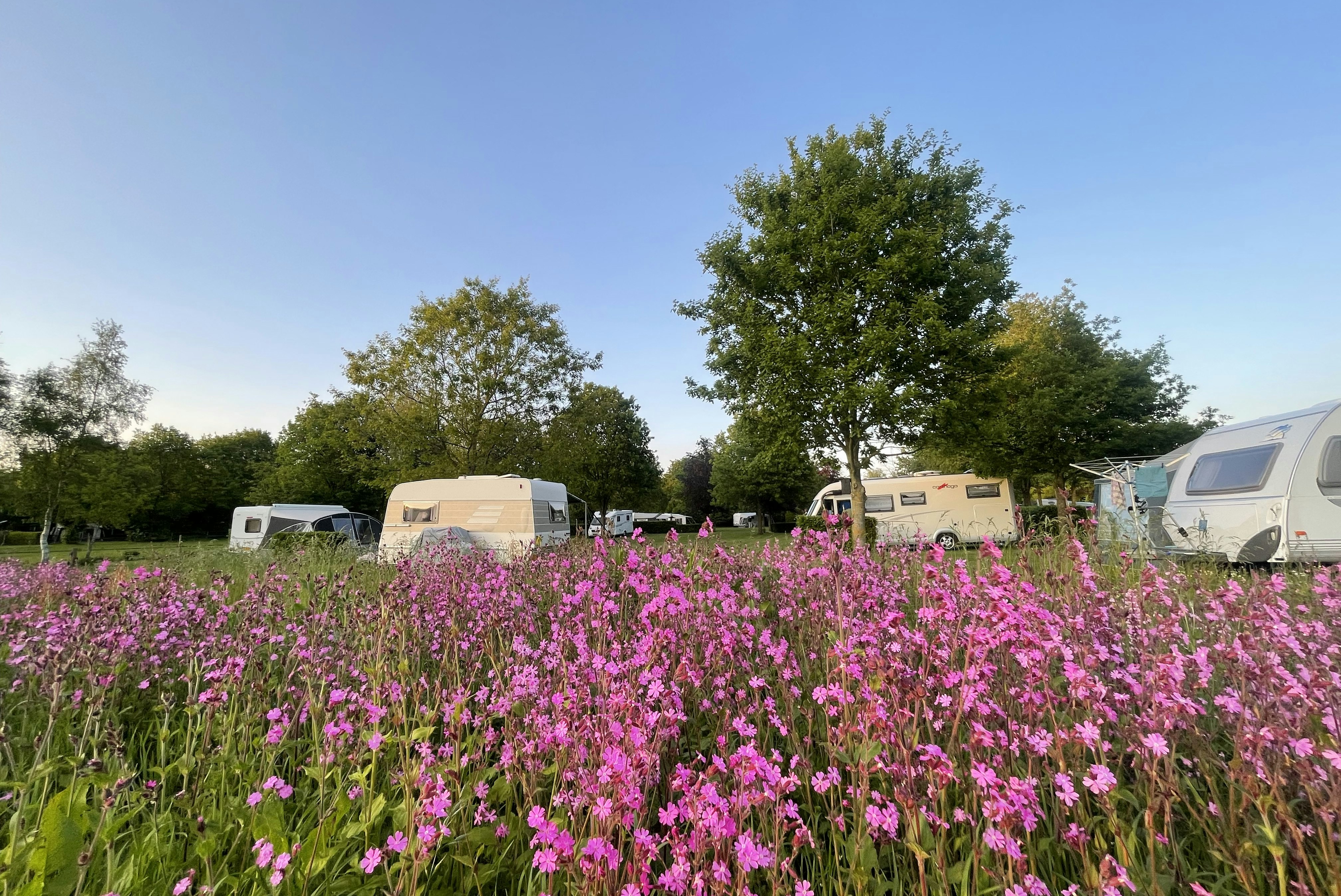 Camping De Deelderij - Blick auf die Wildblumen bei der Standplatzwiese