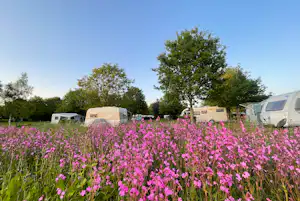 Camping De Deelderij - Blick auf die Wildblumen bei der Standplatzwiese