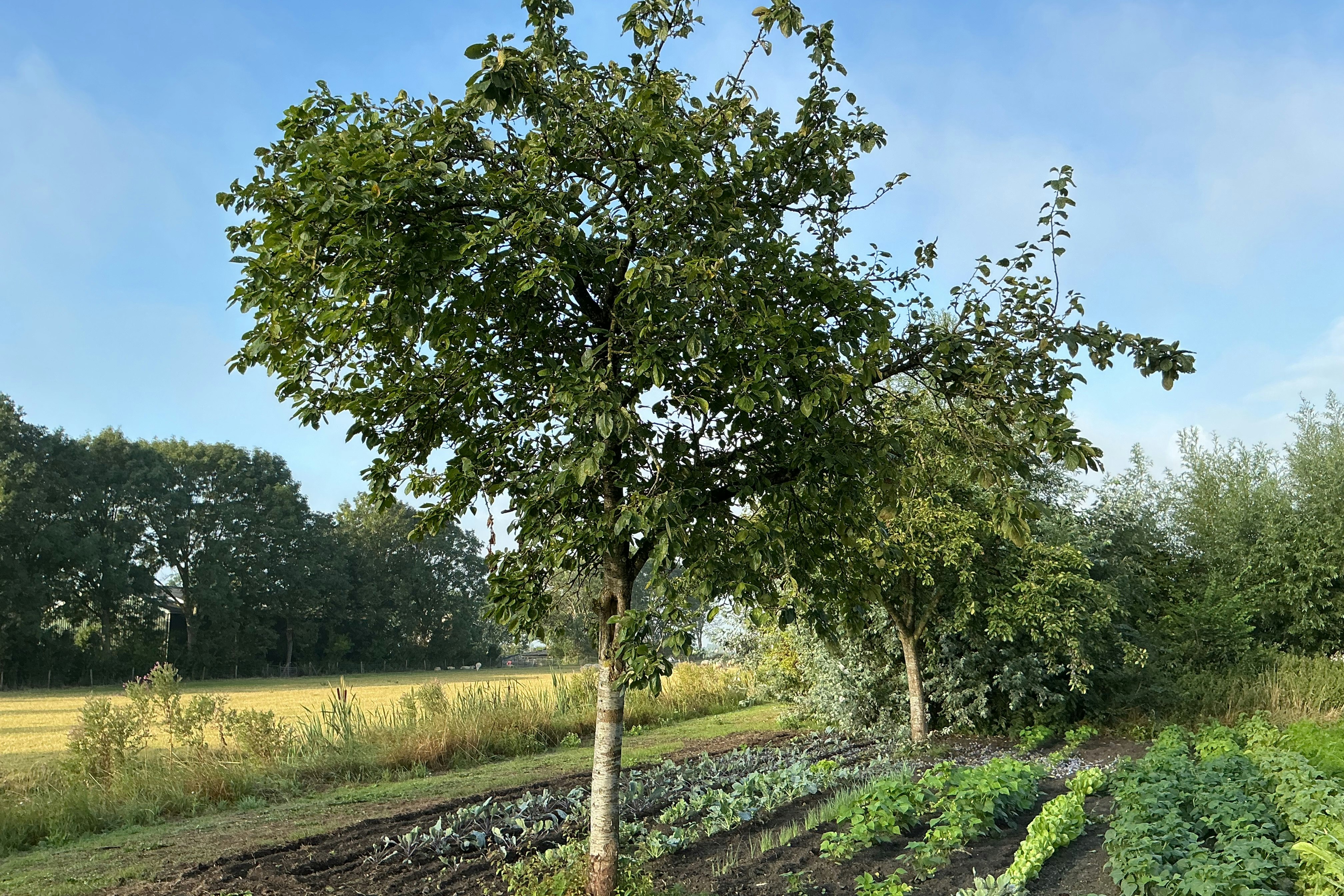 Junger Baum auf einem gepflegten Beet am Rand eines Campingplatzes, dahinter Wiese und Hecken im Hintergrund.