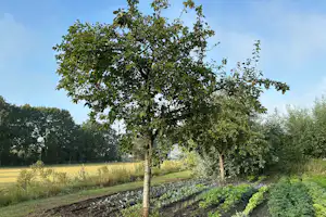 Junger Baum auf einem gepflegten Beet am Rand eines Campingplatzes, dahinter Wiese und Hecken im Hintergrund.