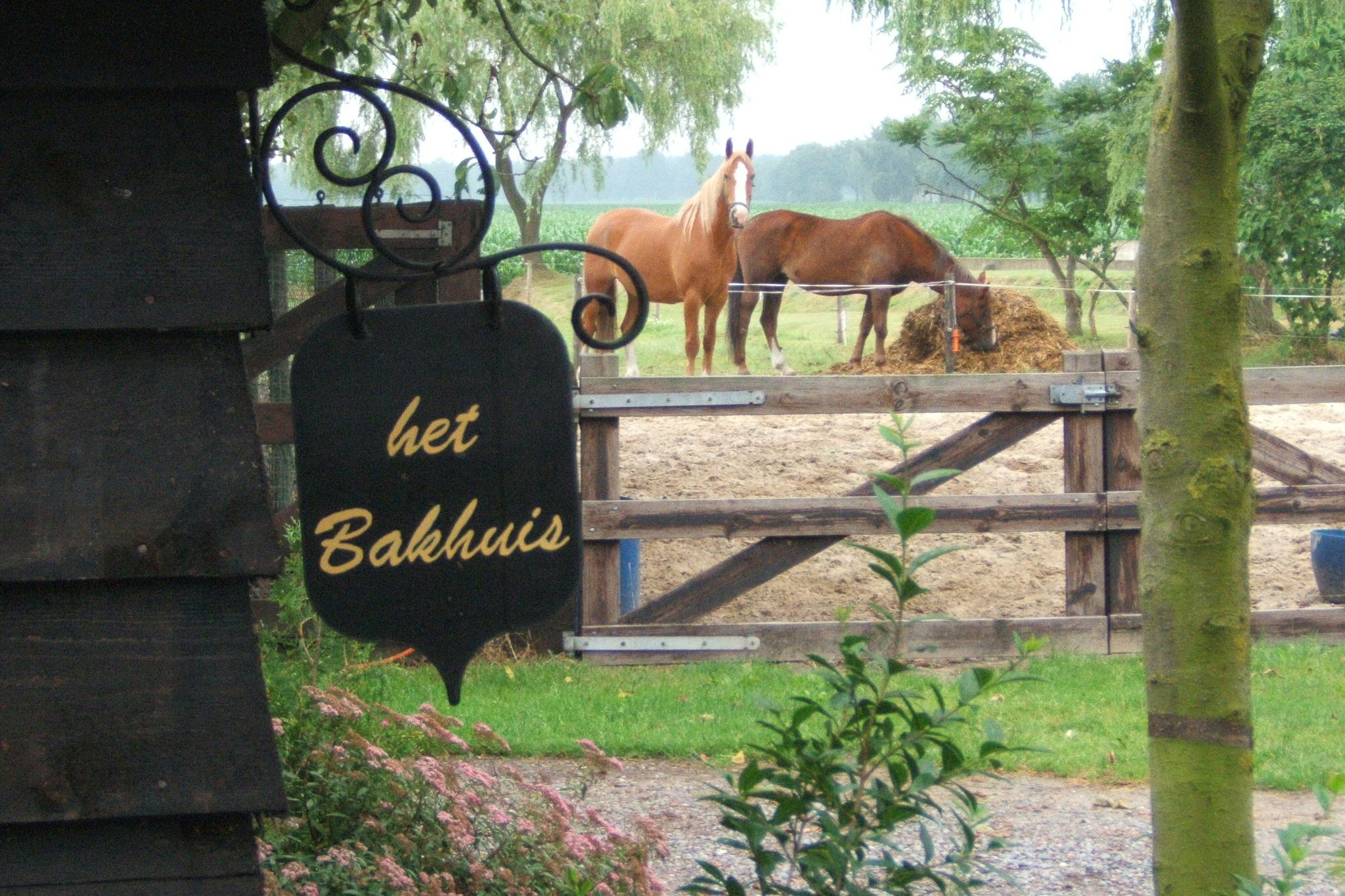 Camping De Heibloem - Pferde auf dem Campingplatz