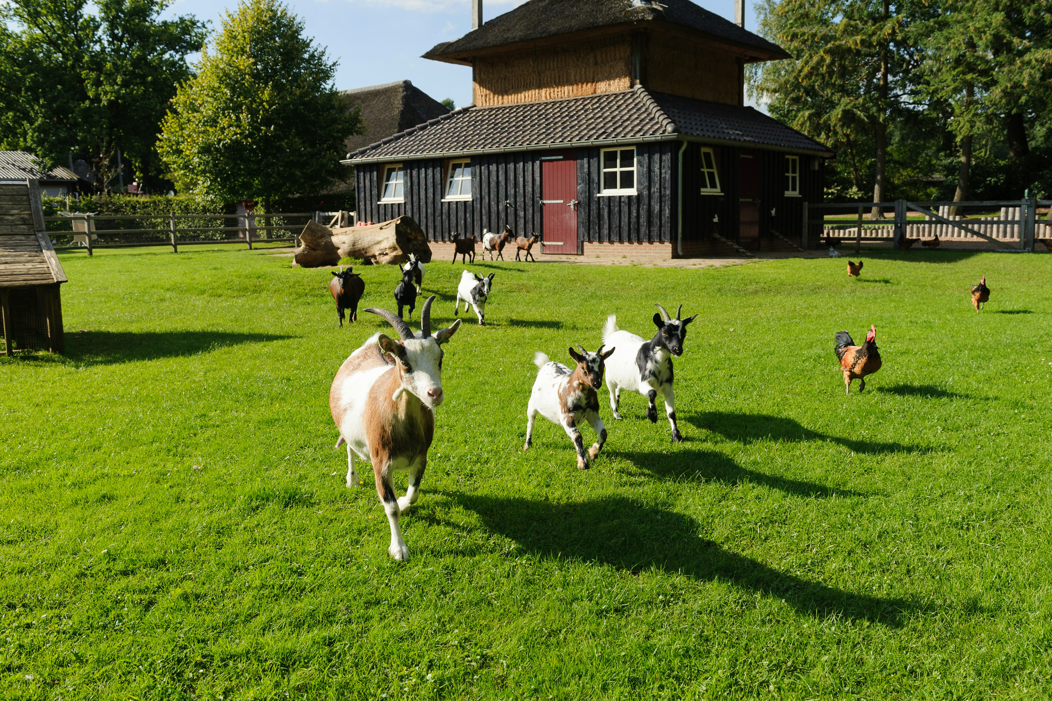 Camping De Helfterkamp - Ziegen und Hühner auf dem Campingplatz