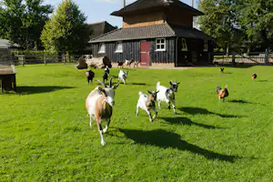 Camping De Helfterkamp - Ziegen und Hühner auf dem Campingplatz