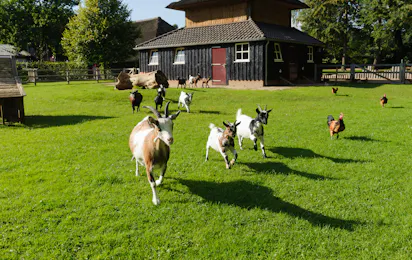 Camping De Helfterkamp
