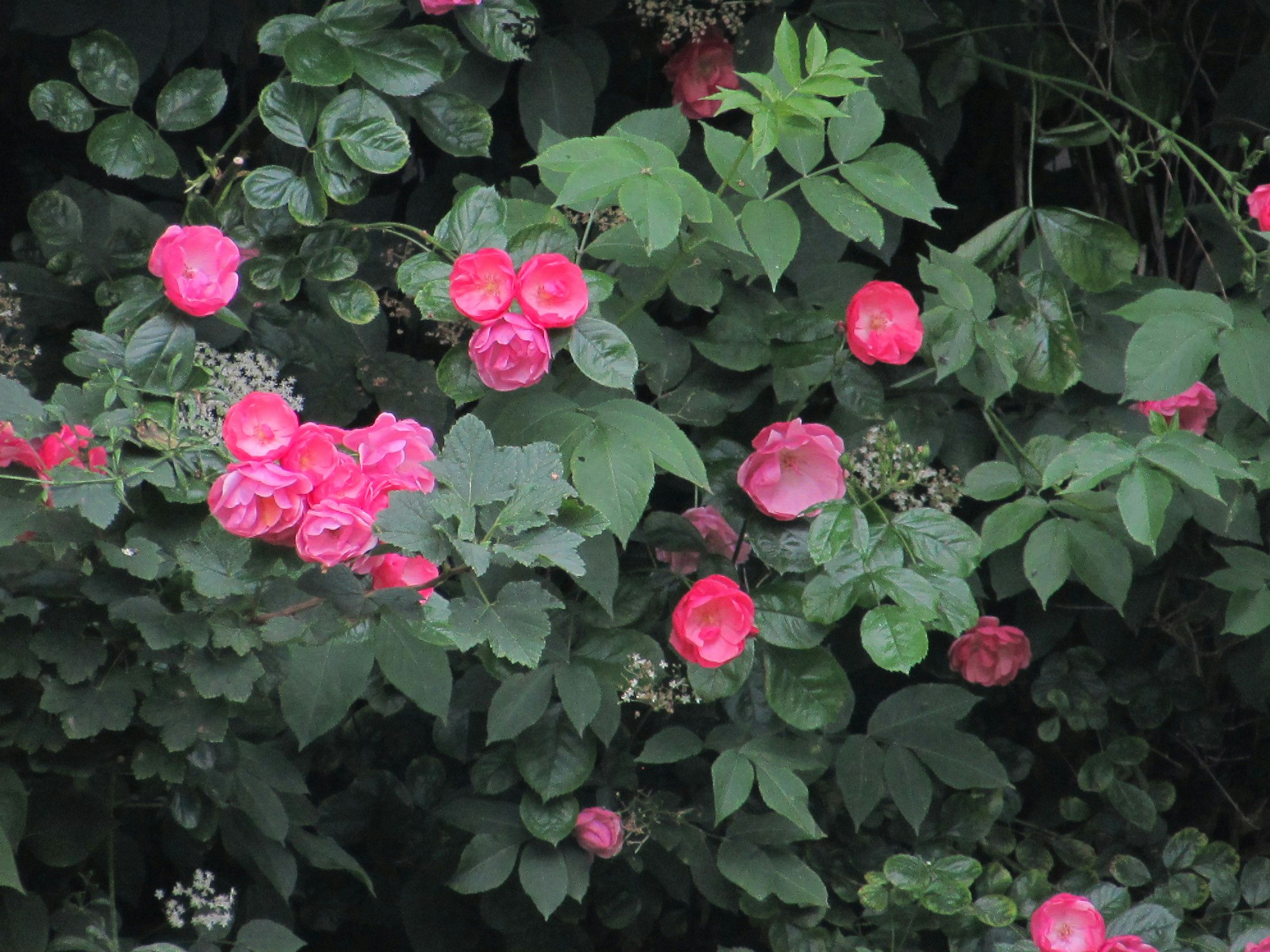 Camping De Iepenhoeve