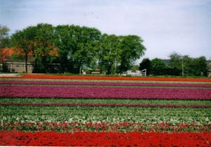 Camping De Iepenhoeve