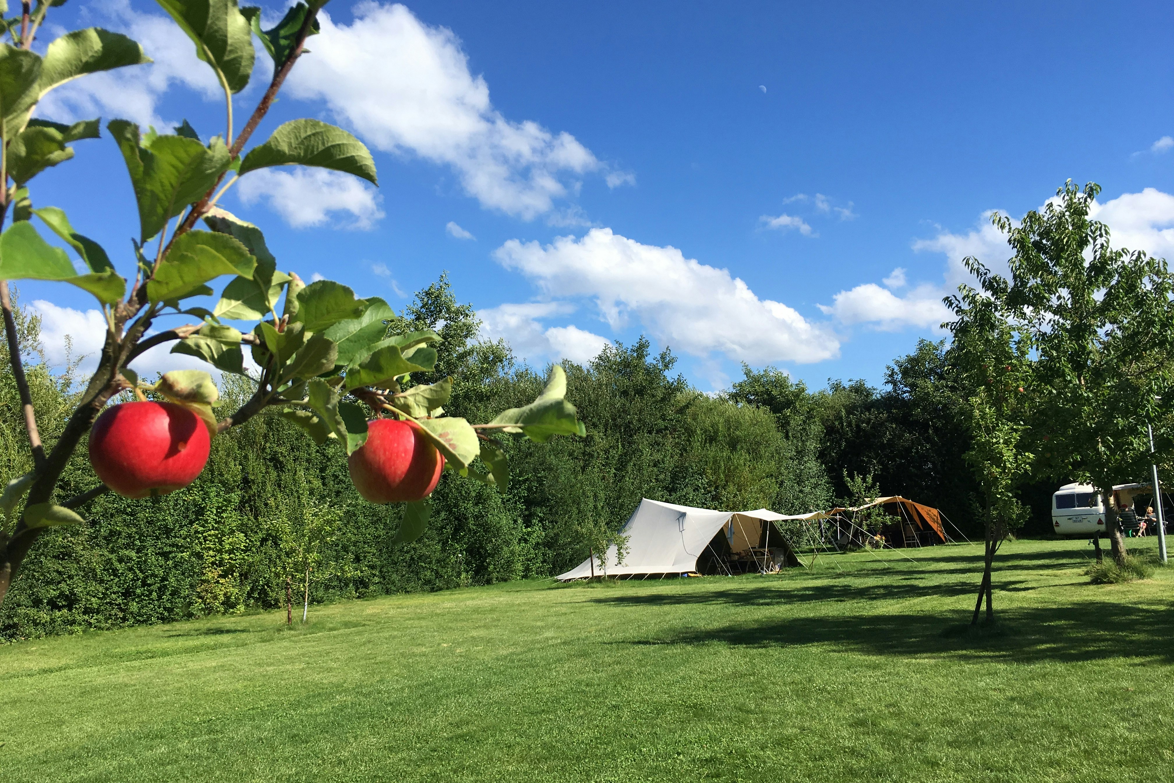 Camping De Kamperhoek - Standplatzwiese auf dem Campingplatz