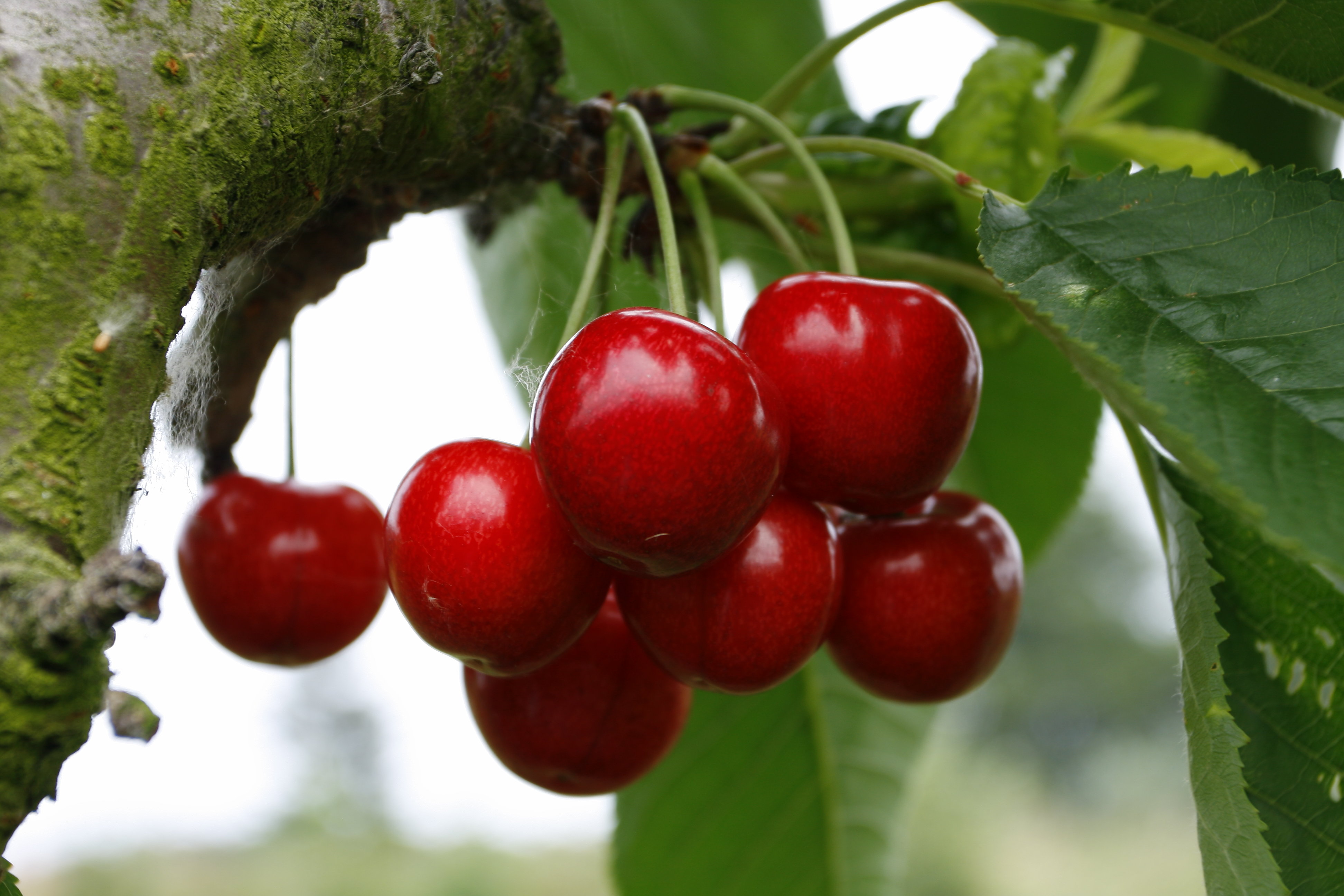 Camping De Kijfakker