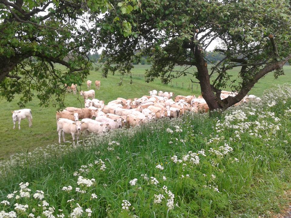 Camping De Kijfakker