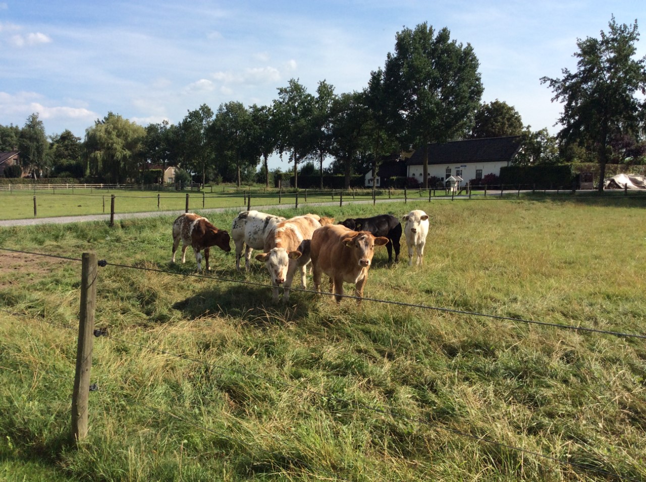 Camping De Kijfakker