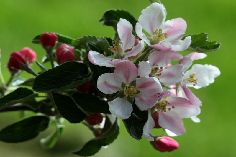 Camping De Kijfakker