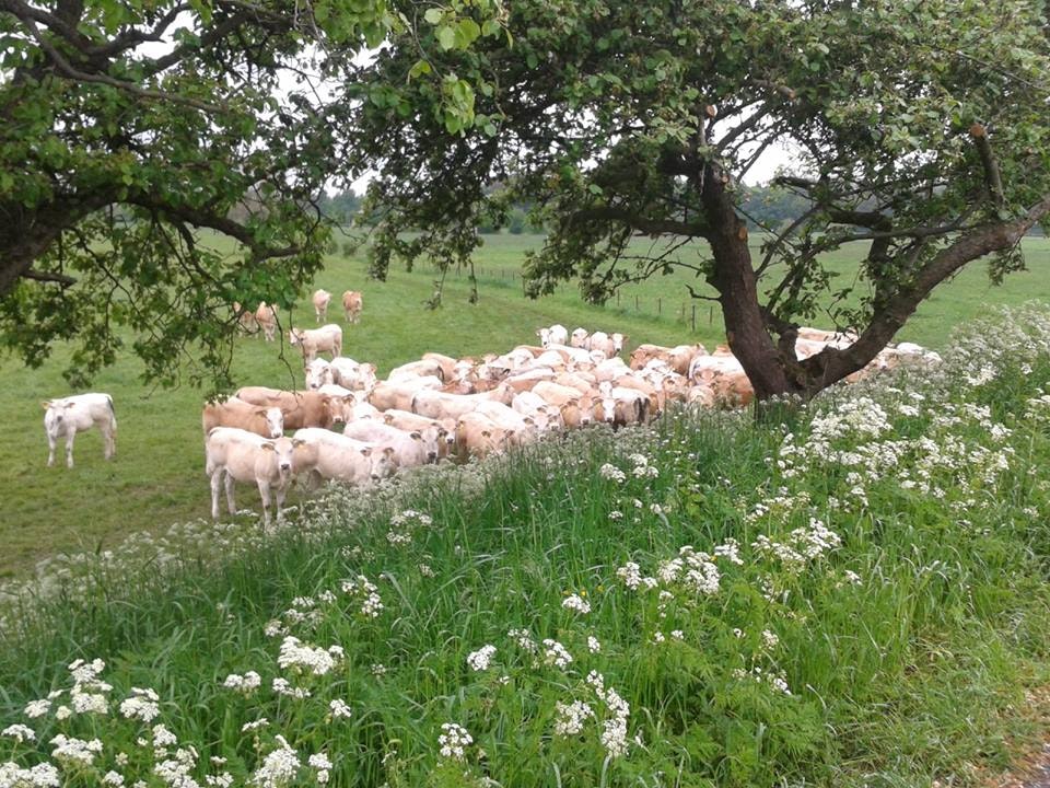 Camping De Kijfakker