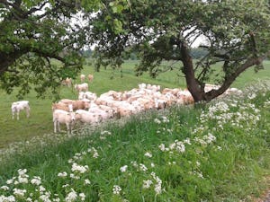 Camping De Kijfakker