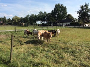 Camping De Kijfakker