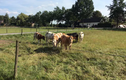 Camping De Kijfakker