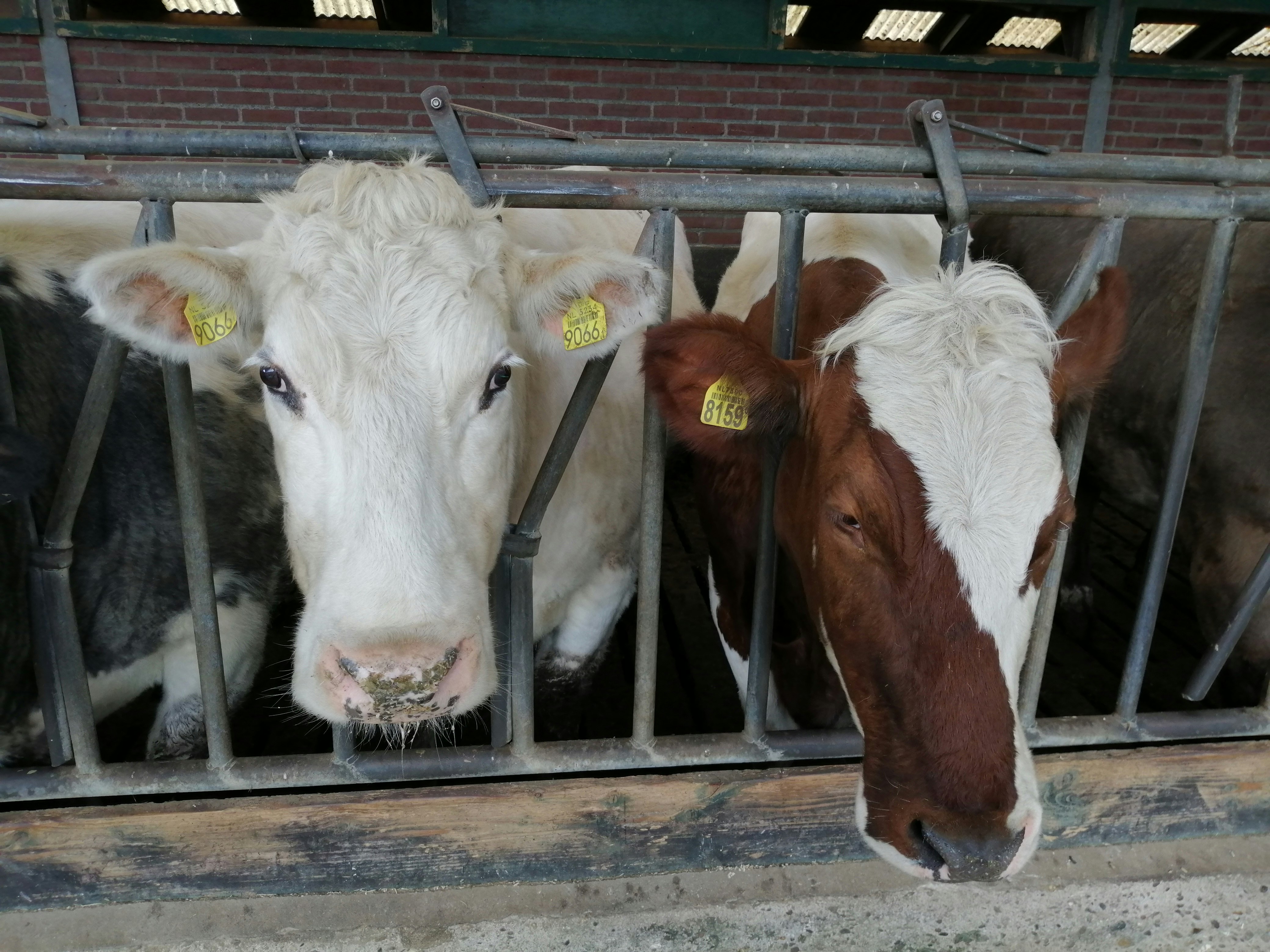 Camping De Kloostermuur