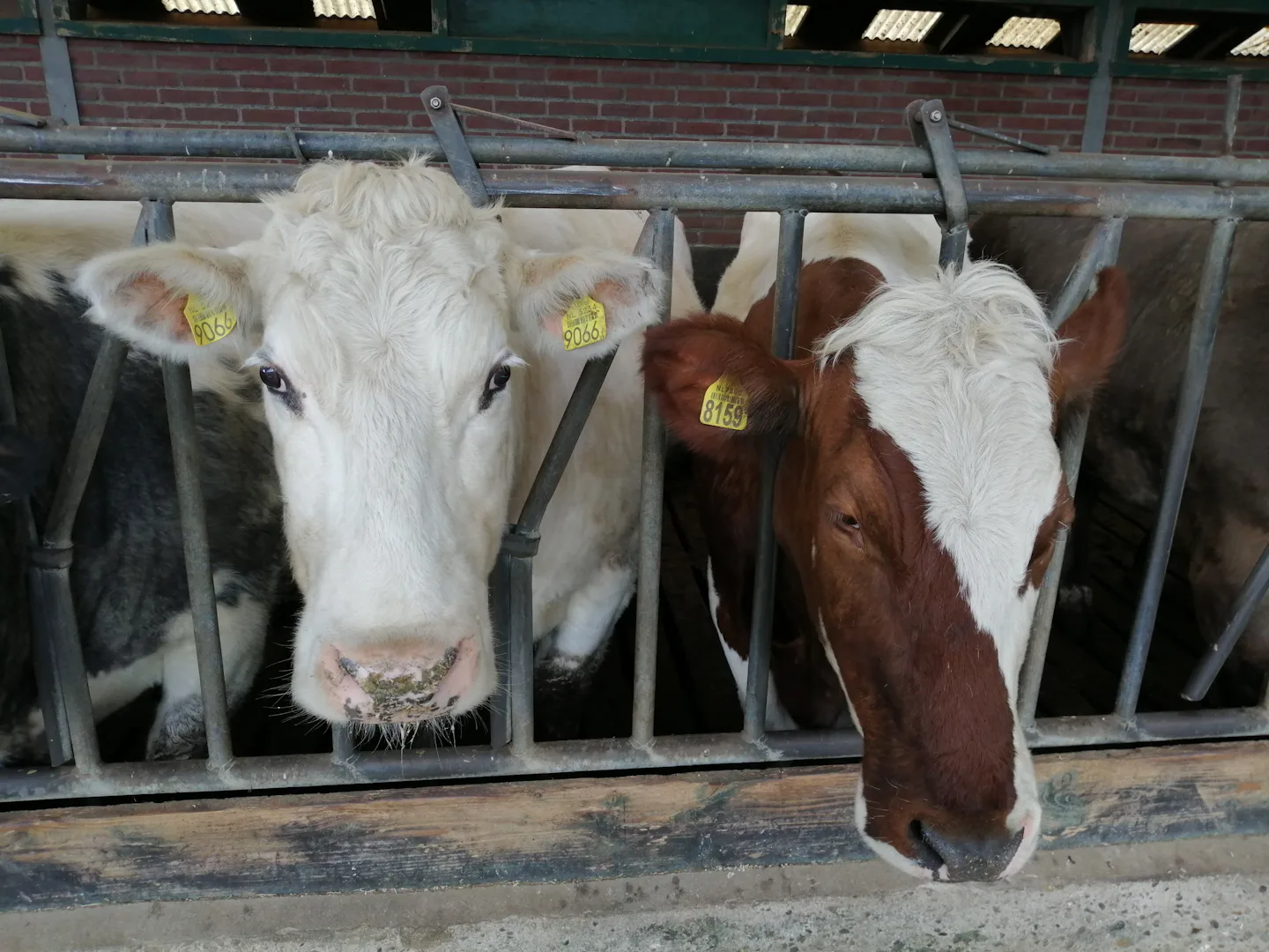 Camping De Kloostermuur