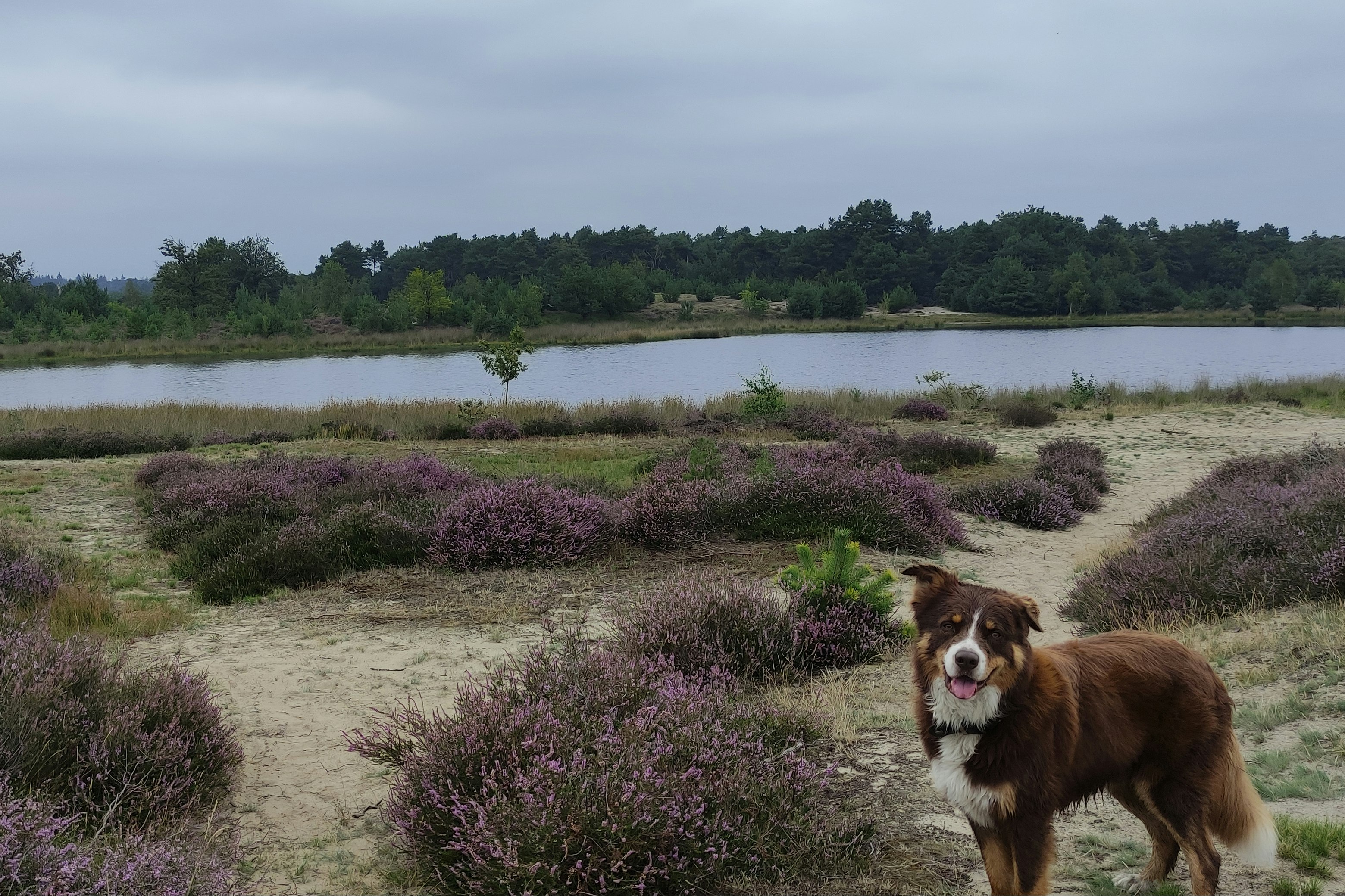 Camping De Kluis - Hund vor Fluss