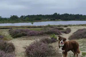 Camping De Kluis - Hund vor Fluss
