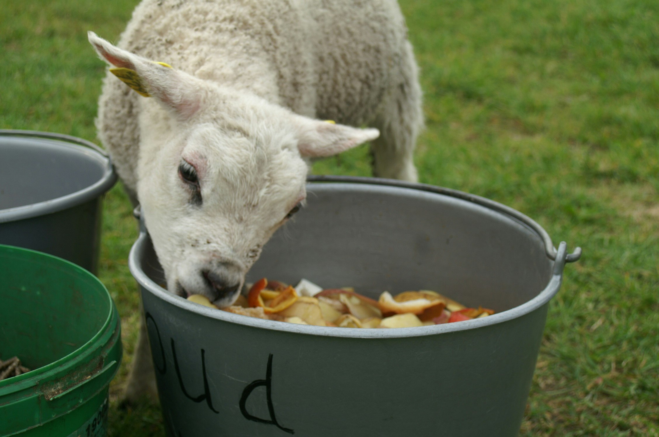 Camping De Kuupershoek