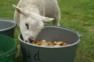 Eine Ziege frisst aus einem Eimer mit Futter, daneben ein grüner Eimer auf einer Wiese.