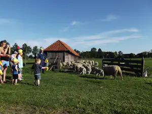 Schafherde auf einer grünen Wiese am Campingplatz, im Hintergrund ein Holzstall und ein Zaun.