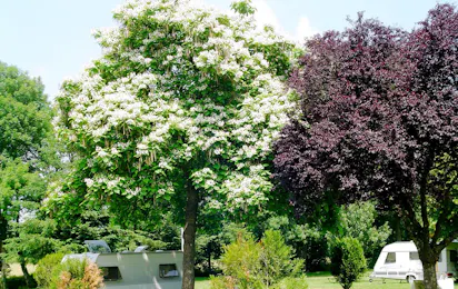 Camping de l'Ardan
