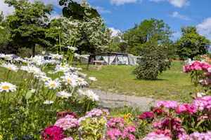 Blumenbeet mit Margeriten und pinken Blüten vor einem Campingplatz mit Zelt und Sitzbereich im Grünen.