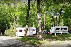 Wohnwagen und Campingbusse auf einem Stellplatz im Grünen zwischen hohen Bäumen, mit Weg und Rasenfläche.