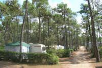 Camping de la Plage de Riez  -  Stellplatz vom Campingplatz zwischen Bäumen