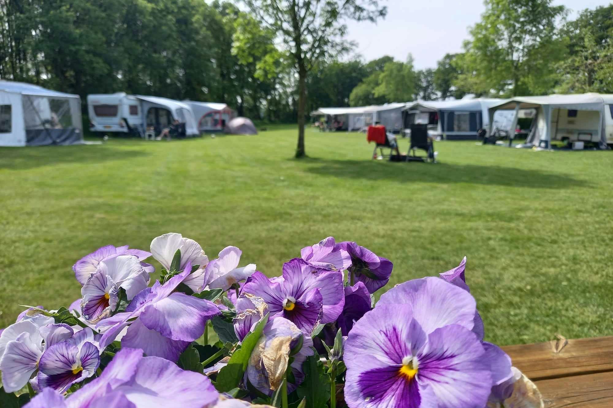 Camping De Linde - Standplätze auf dem Campingplatz mit lila Blumen