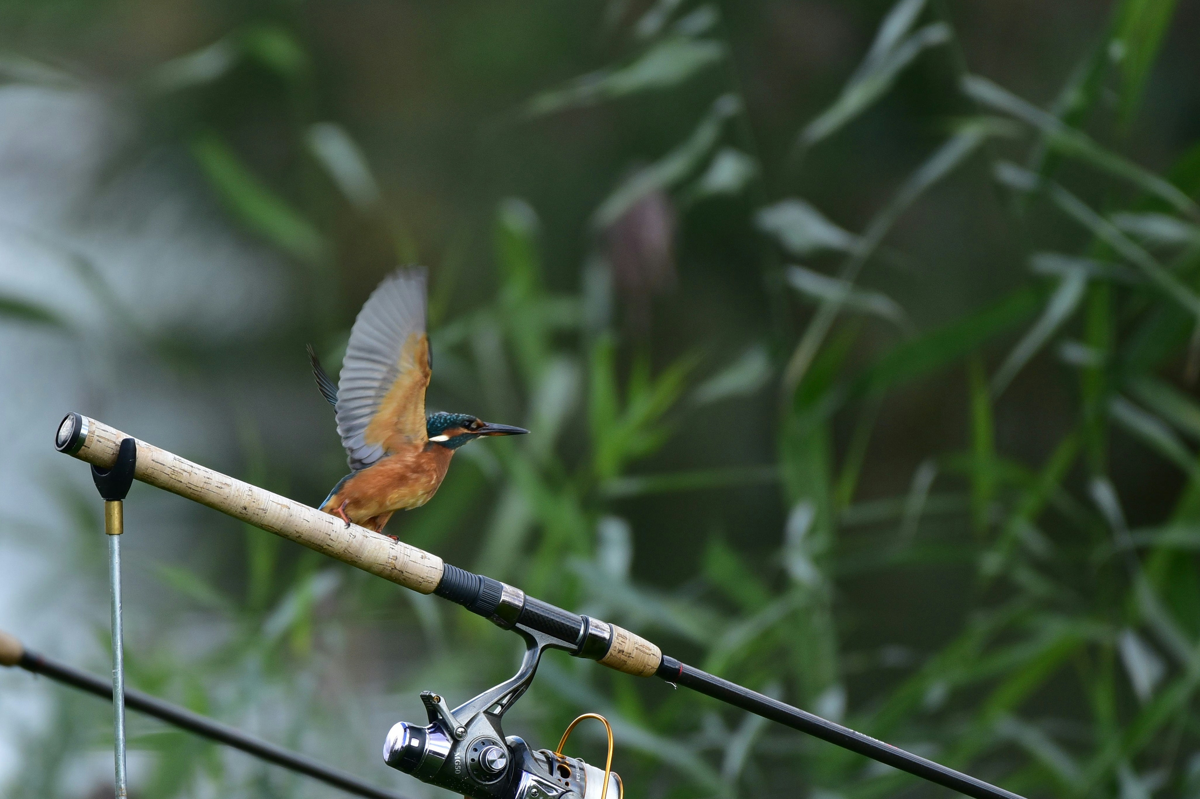 Camping De Linderbeek - Blick auf einen Vogel auf dem Campingplatz