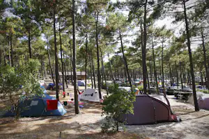 Zelte auf einem Campingplatz im Wald, zwischen Kiefern und Wegen, mit Sitzgelegenheiten und weiteren Unterkünften im Hintergrund.