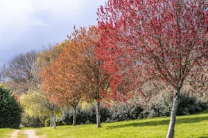 Camping de Locouarn - Spazierweg zwischen Bäumen auf dem Campingplatz