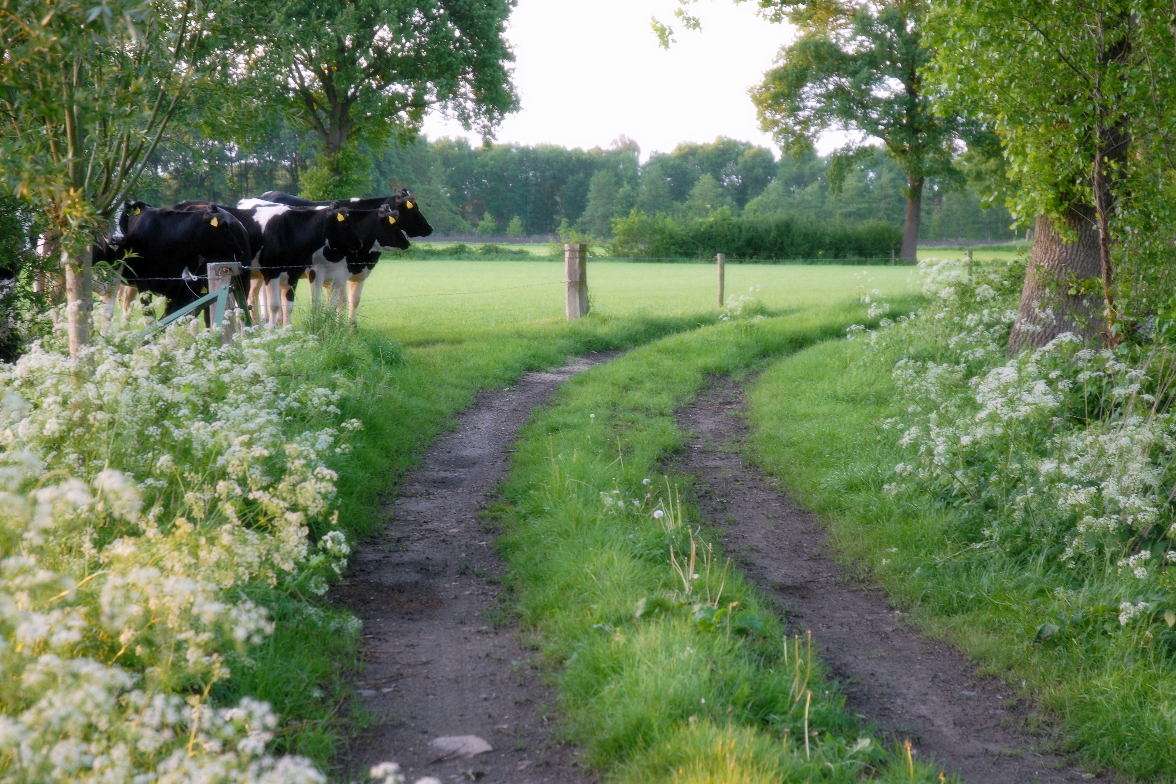 Camping De Maaneschijn - Kühe am Wegrand