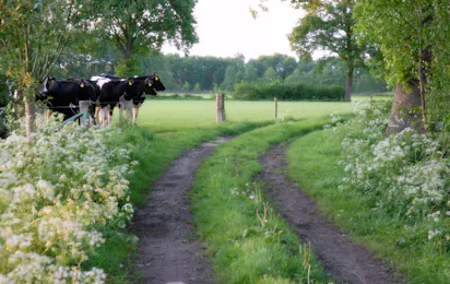 Camping De Maaneschijn