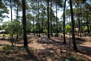 Waldstück auf einem Campingplatz mit hohen Kiefern, Lichtungen und einem schmalen Weg zwischen den Bäumen.