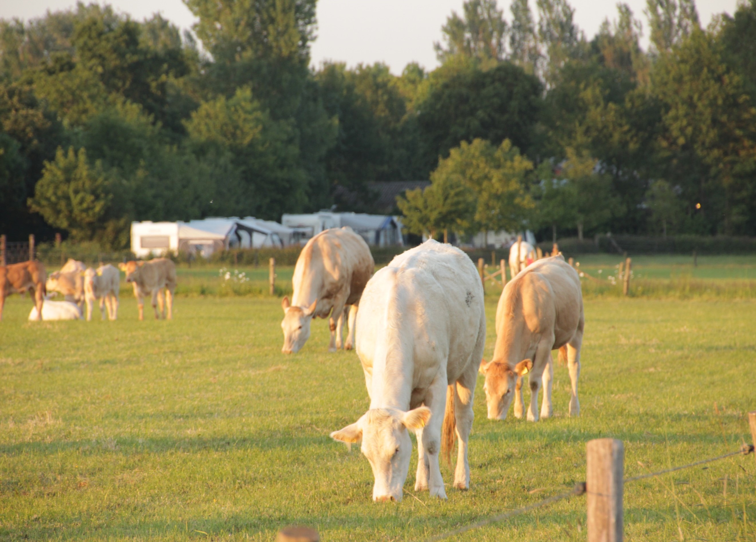 Camping De Menmoerhoeve