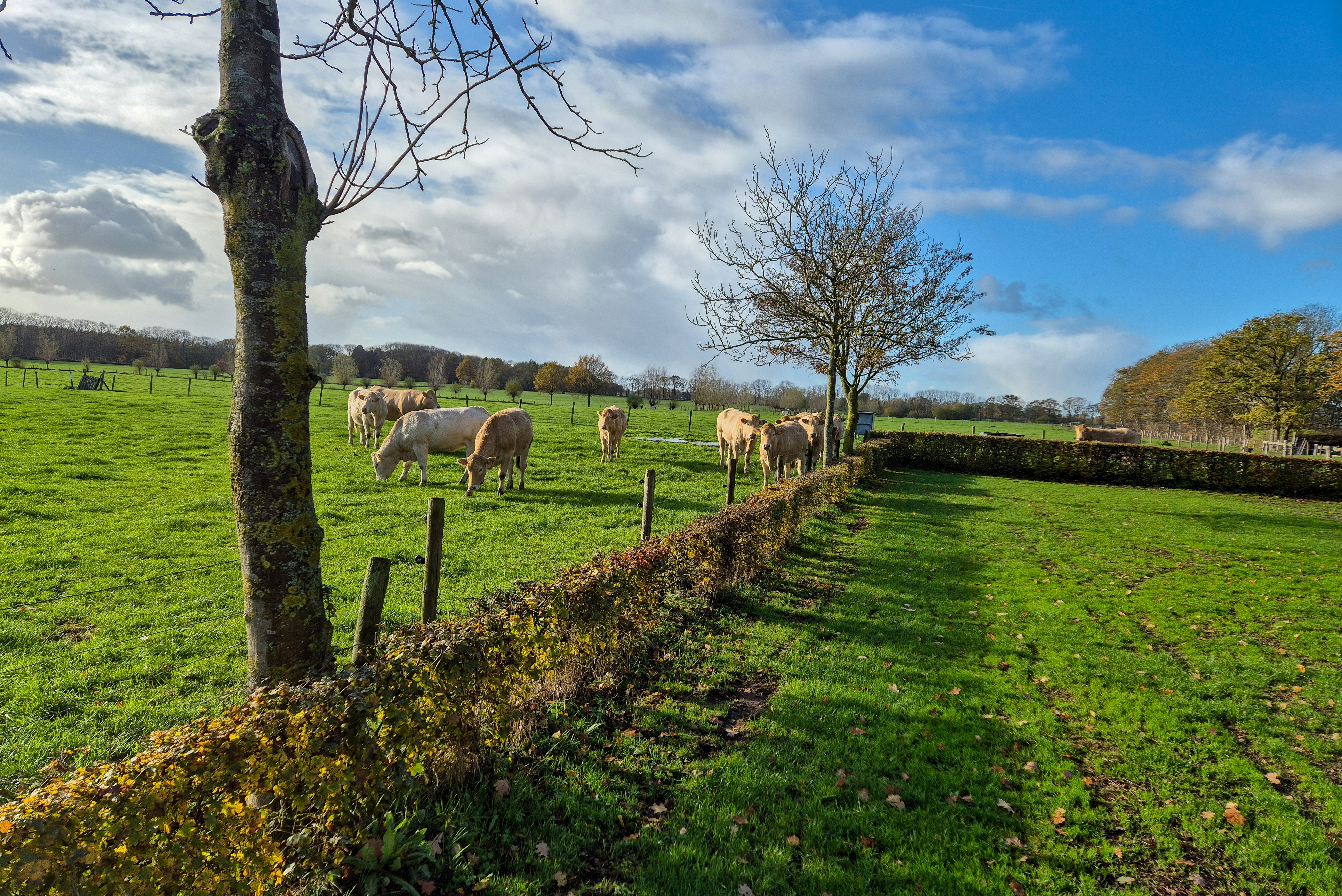 Camping De Menmoerhoeve - Kühe grasen auf einer Weide am Campingplatz